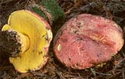 Boletus regius
